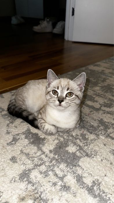 Шотландская вислоухая кошка.