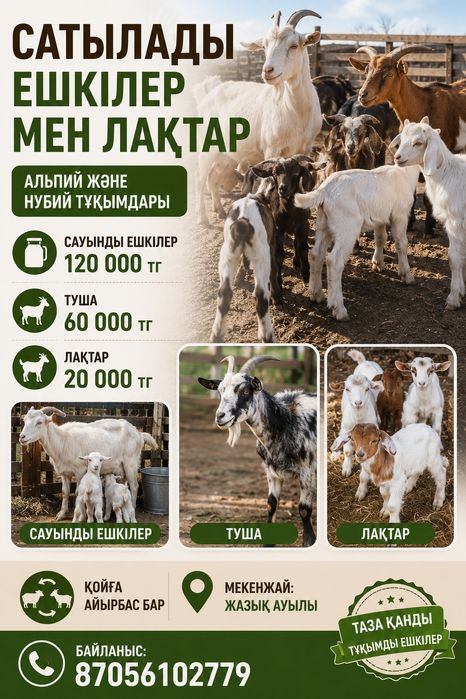 Сауынды ешкілер сатылады