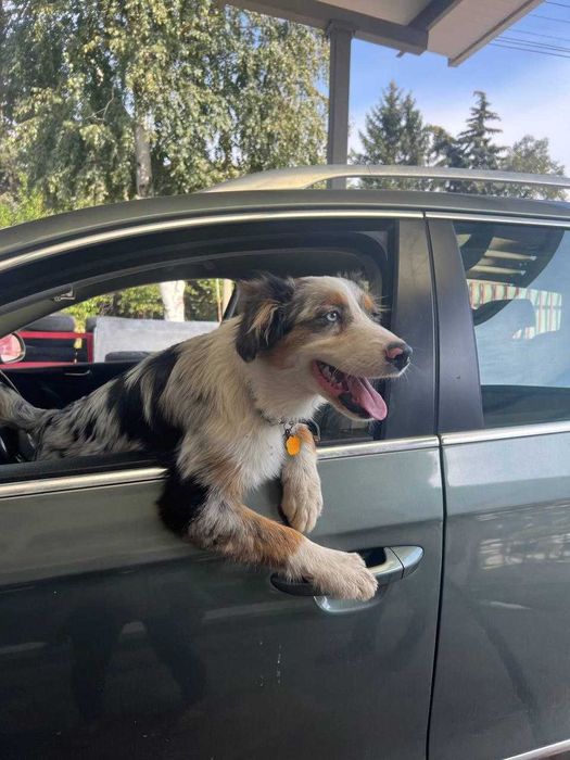 Красив австралийски овчар – мъжки, роден на 01.05.2023, търси нов дом