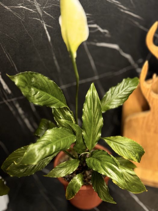 Продам комнатные цветы по 1500