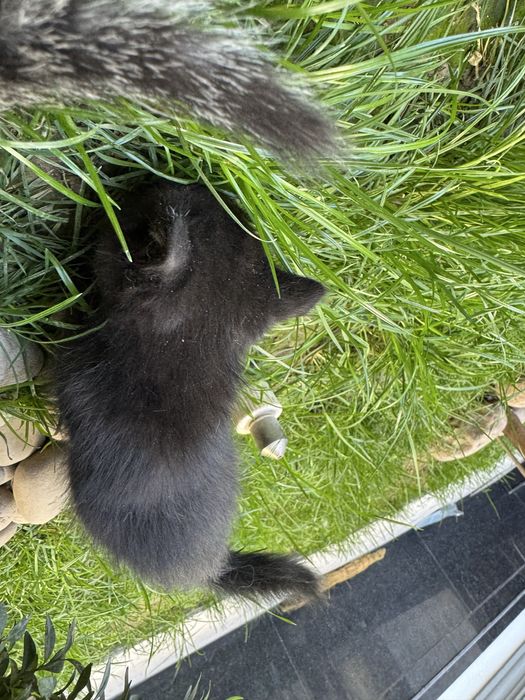 Отдам даром бомбейских новорожденных котят