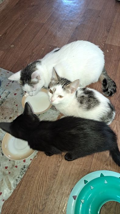Котята бесплатно