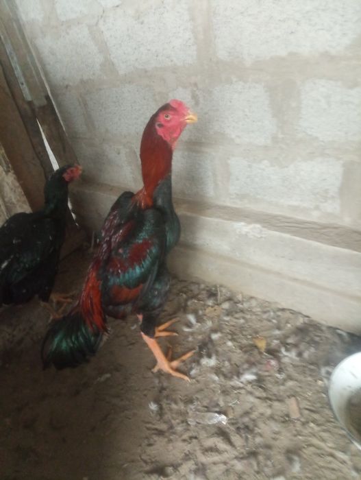 Toza 100talik Koreya xo'roz sotiladi