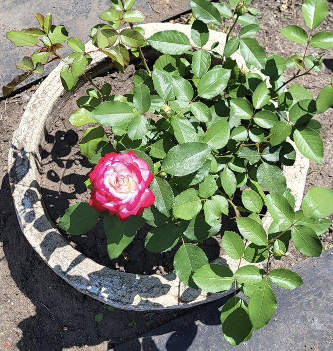 Продаётся дача 6 соток