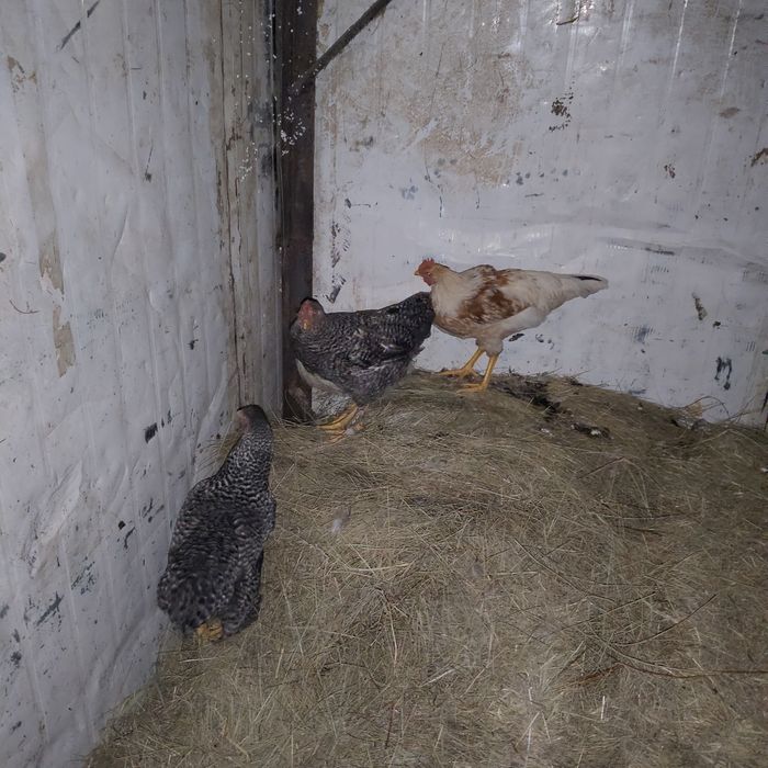 Продается 4 курицы разной породы