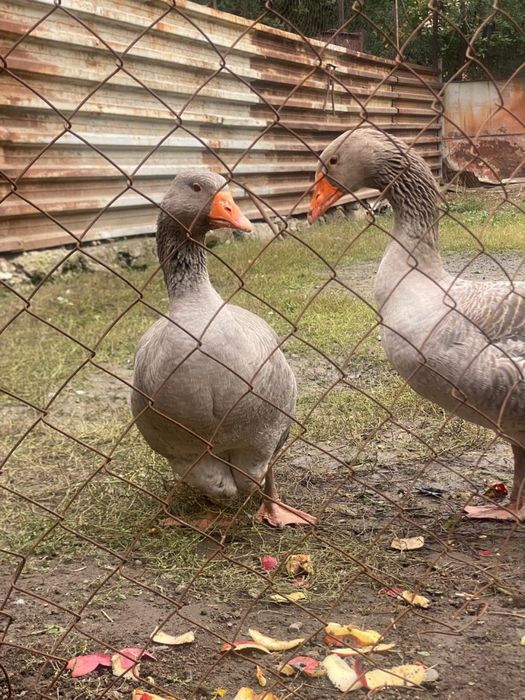 Гуси крупные серые