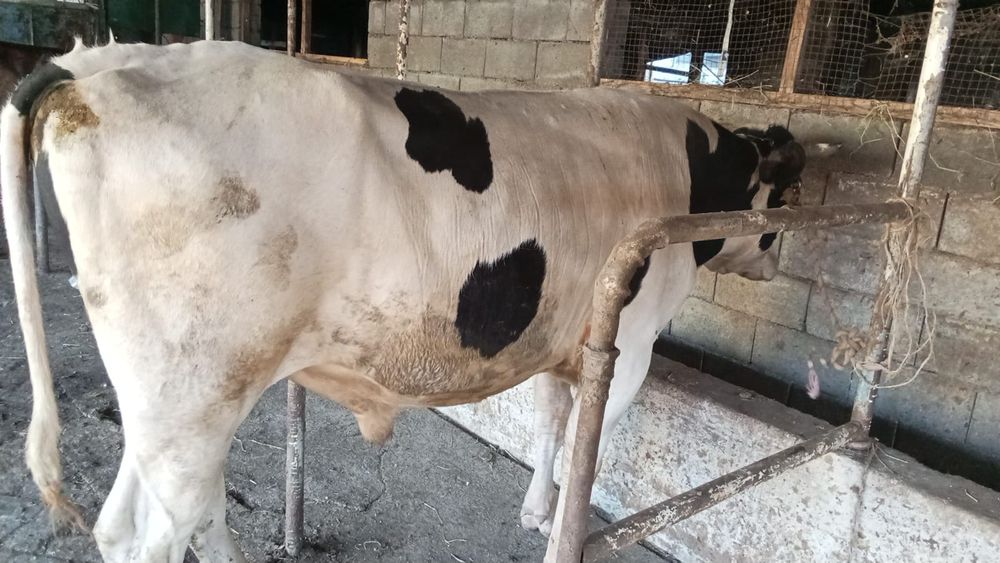 Продам бычка срочно