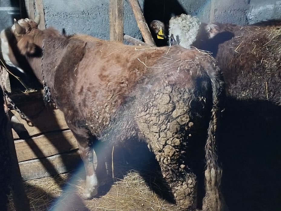 Бычки есть на продажу