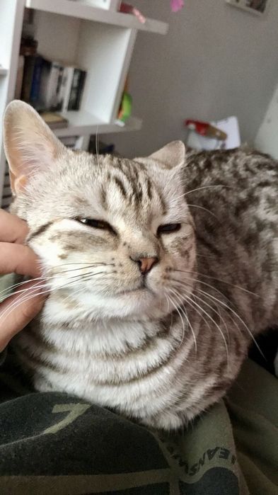 Два кота скотиш страйт