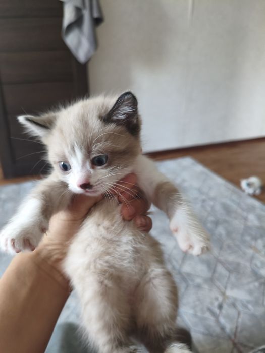 Котенки в добрые руки