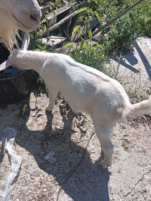Capră sannen de vânzare vârstă 3 ani ,are un țap și o ieduță de o luna jumate după ea preț 1500 Ron