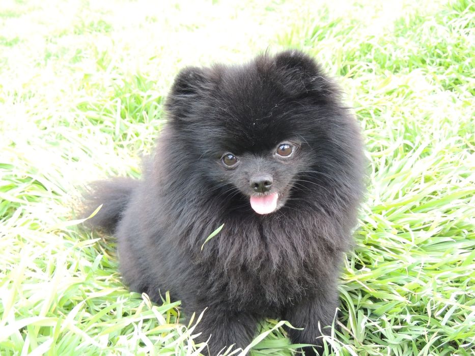 Жених померанского шпица ищет невесту !