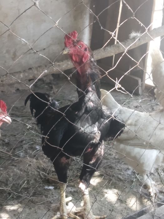 Uyda boqilgan dakang sogʻlom xoʻro poloponlari sotiladi