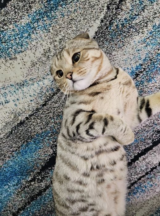 Продам кота (смесь Бенгальский + Британский)