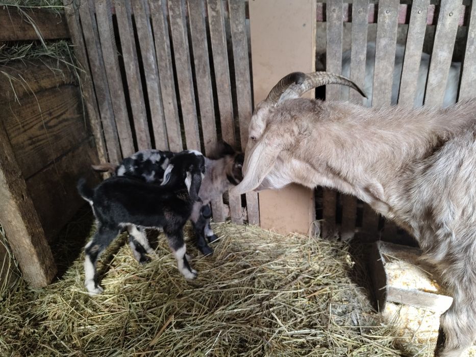 Capre Anglo-Nubiană