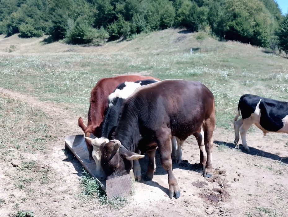 Tauras de vanzare