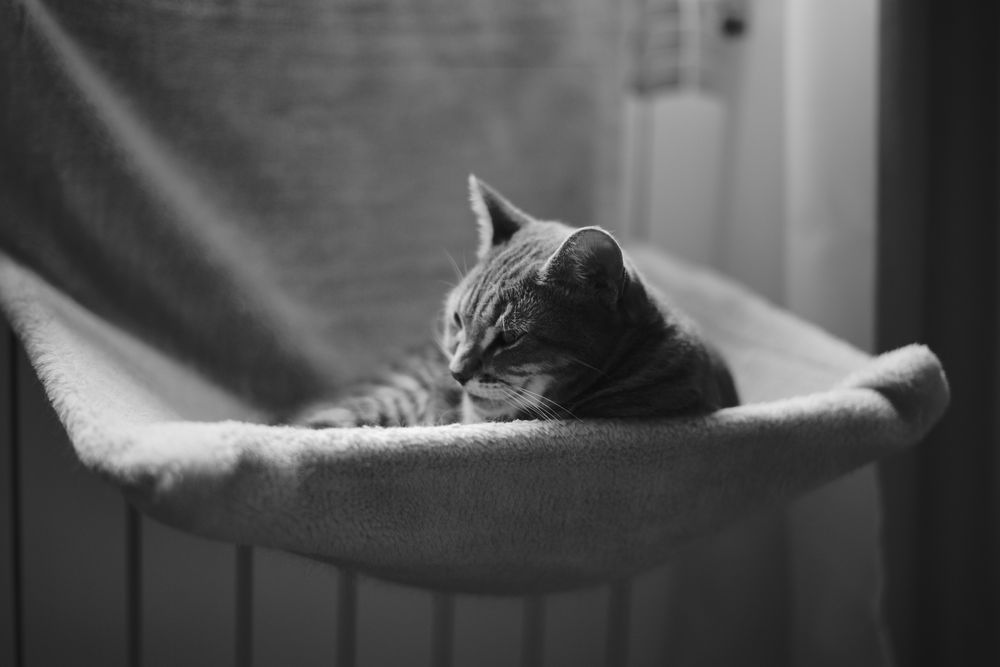 Voigtlander Nokton 50mm f1.5 ASPH - montura Leica M