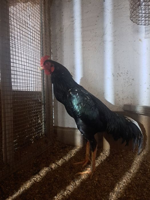 Дакан, шолпан микс шамо