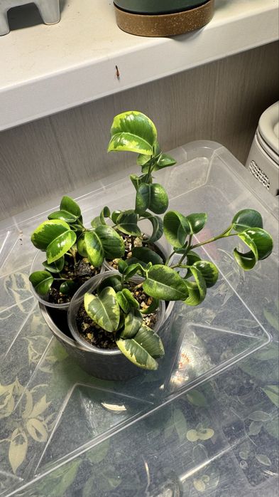 Фикус Бенджамина  Ирэн, Нина, Эльдорадо, Мутабилис