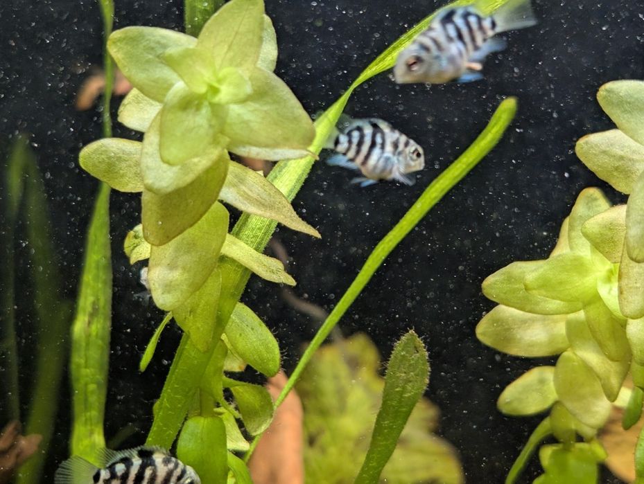 Сапфировый попугай