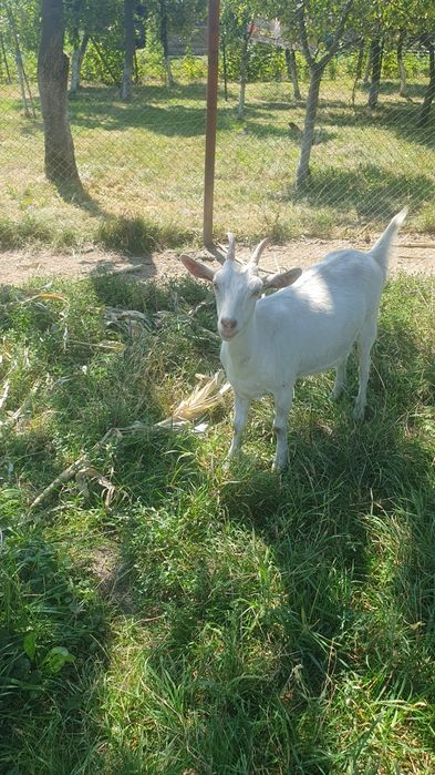 Animale de casa  disponibile