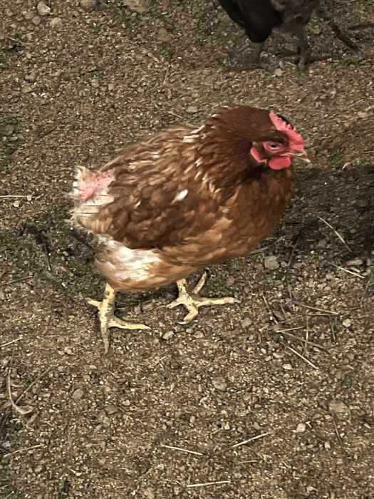 Vand  Puicute  Oua 9 luni