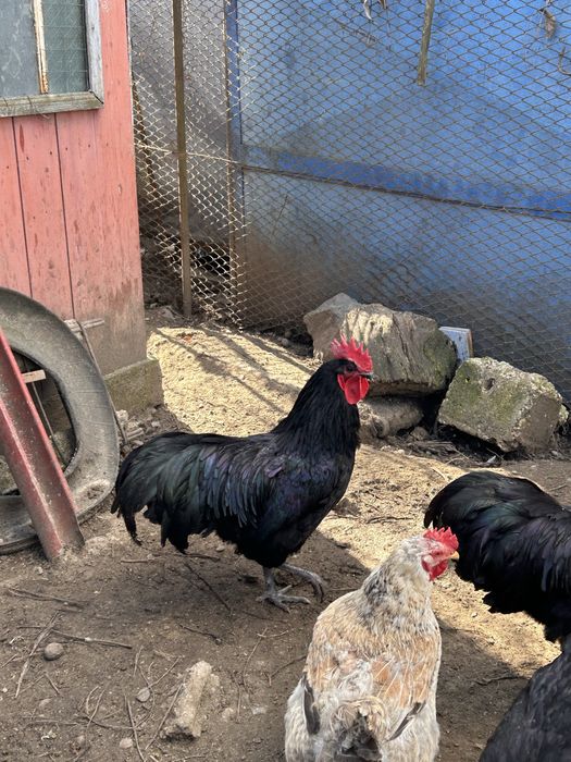 Cocos Australorp