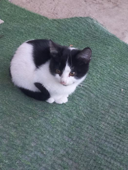 Отдам бесплатно Котенка в добрые руки.