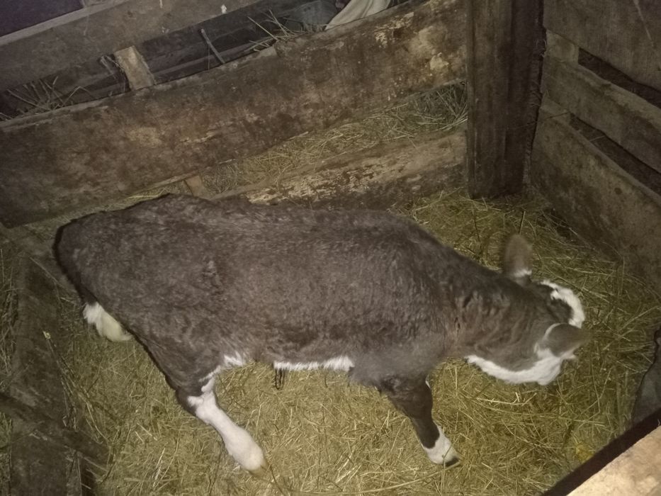 Продам   телёнка