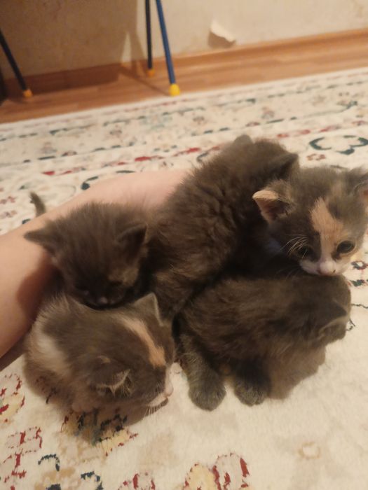 Сиамский мысык балдары