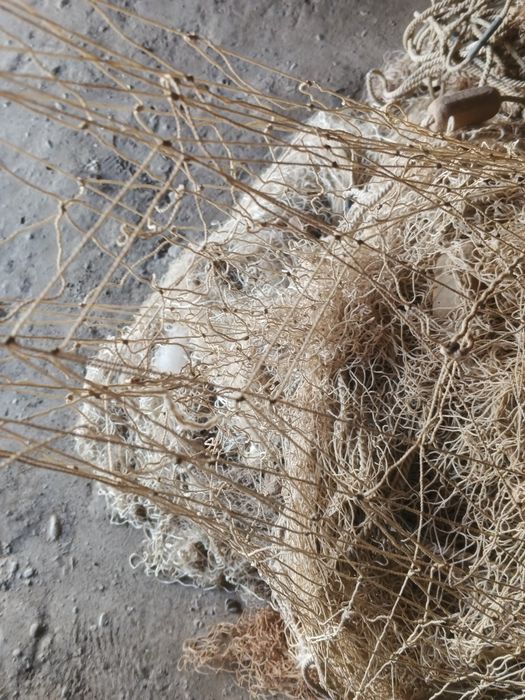 Балик тор бор куп