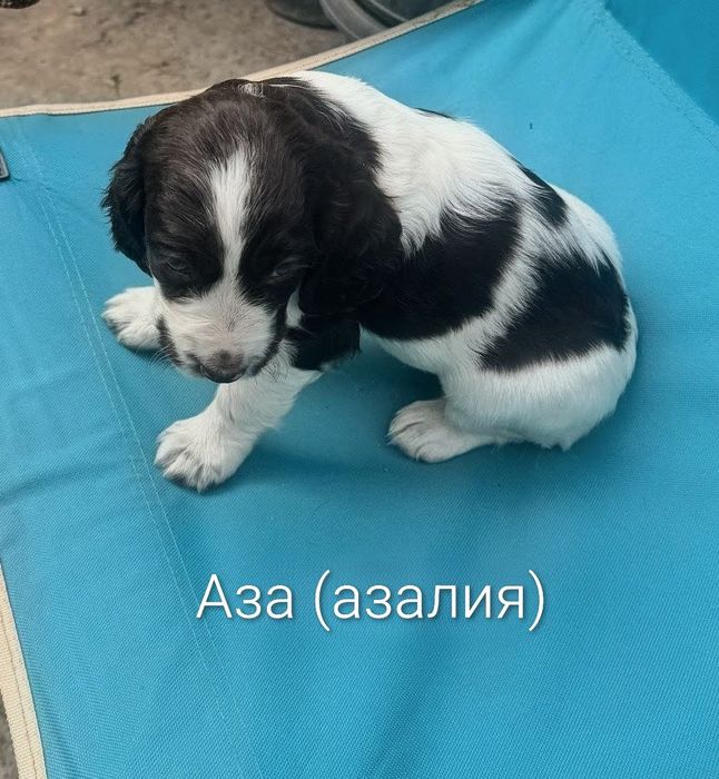 Продам Щенков  Русского Спаниеля