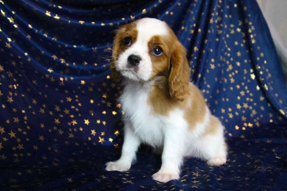 Щенки  кавалер кинг чарльз спаниель