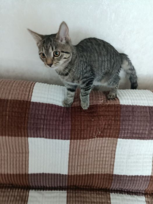 Отдам котенка в добрые руки