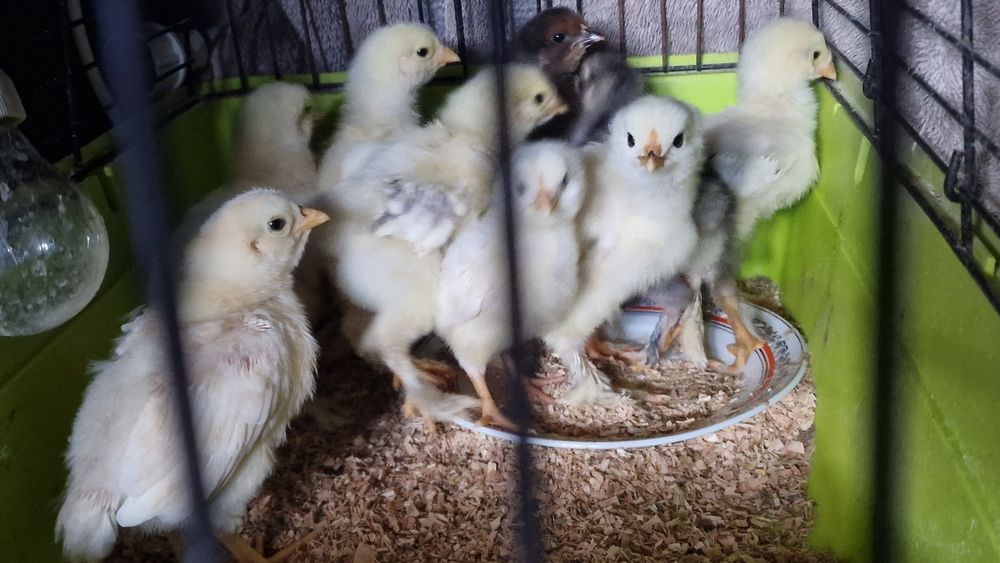 Oua Brahma HD calitate(marimi mari)