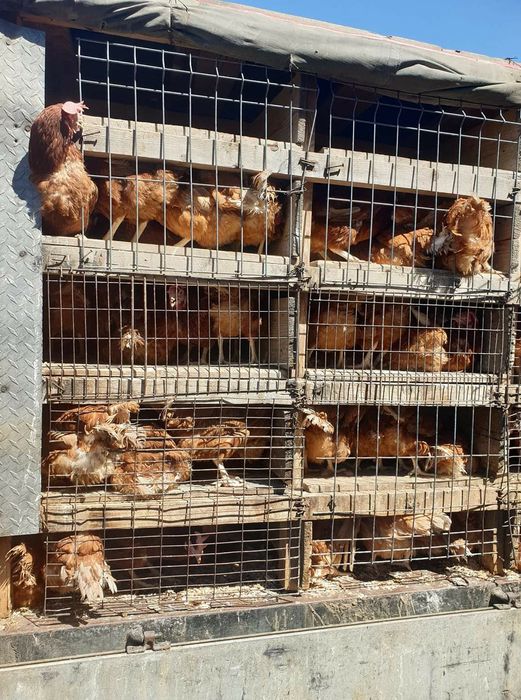 Gaini de oua  și rasa mista