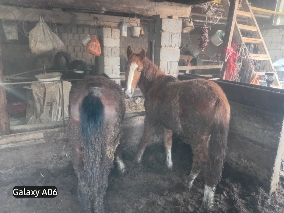 Тайлар сатылады 2 еркек 2 ургашы