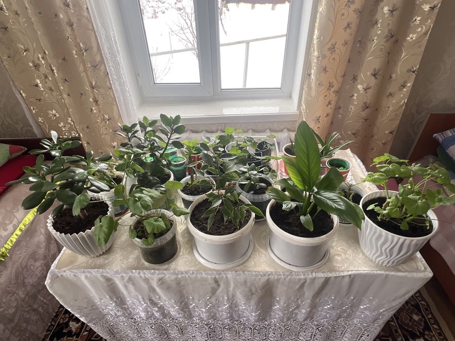 Комнатные цветы Разных сортов