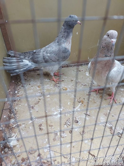 Голуби Широкохвостые