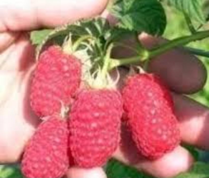 Продавам!! Расат Ягоди! Малини!