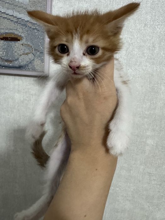 Отдам котят в добрые руки