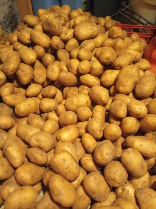 Картошка картофель домашний урожай.