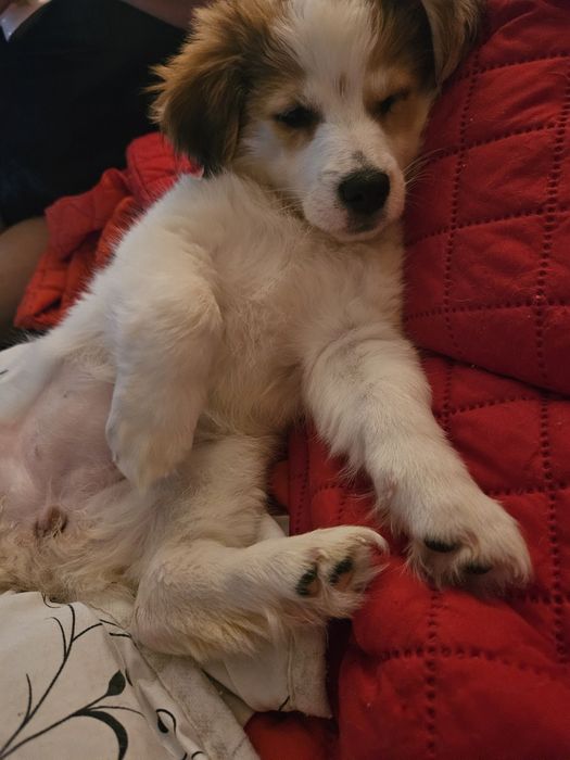 Adoptie catelus 3 luni