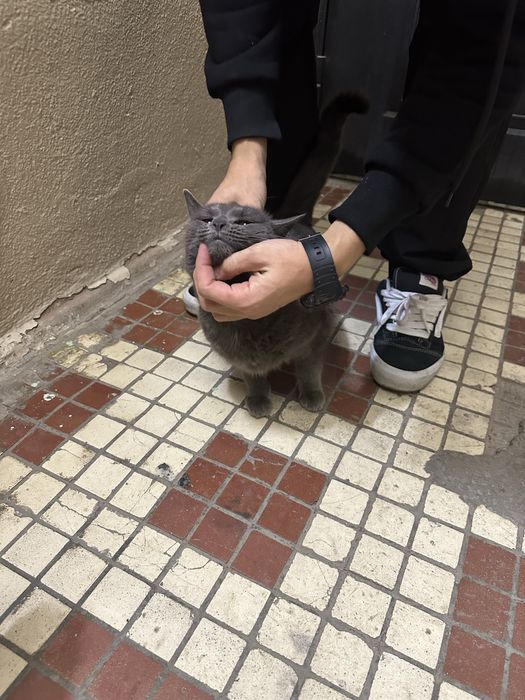 отдам в добрые руки, порода бритиш фолд