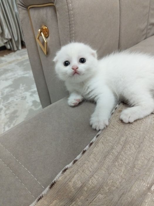 Продам пародистого котёнка
