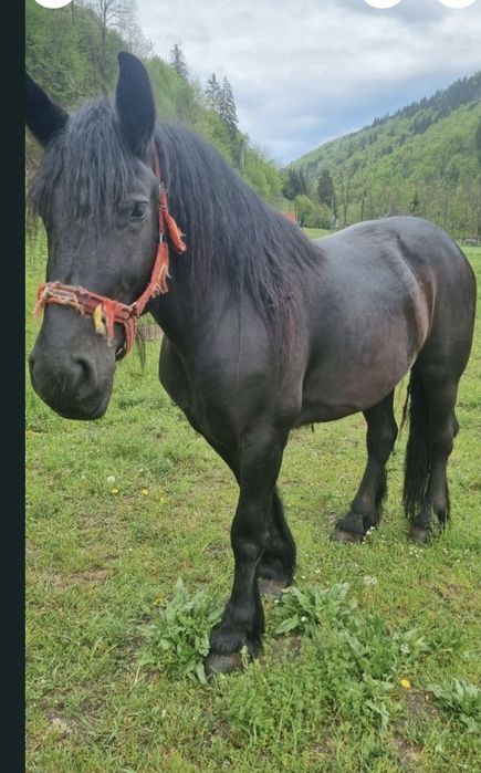 Iapă neagră de vânzare