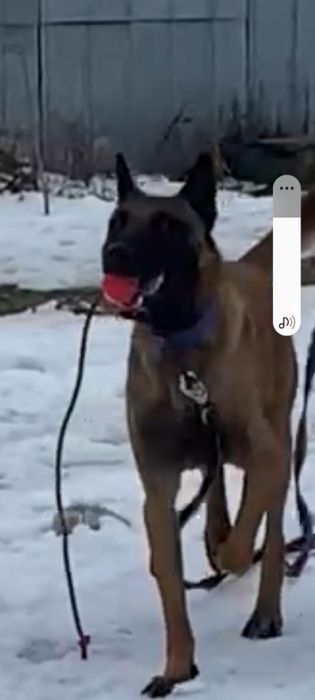 бельгийская овчарка