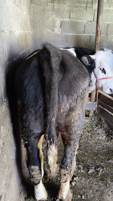 Vând un vițel de 450 kg