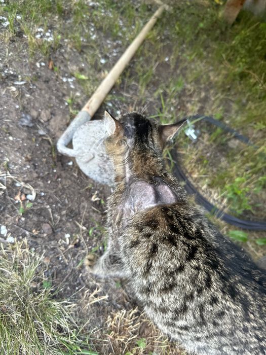 Котенок активный