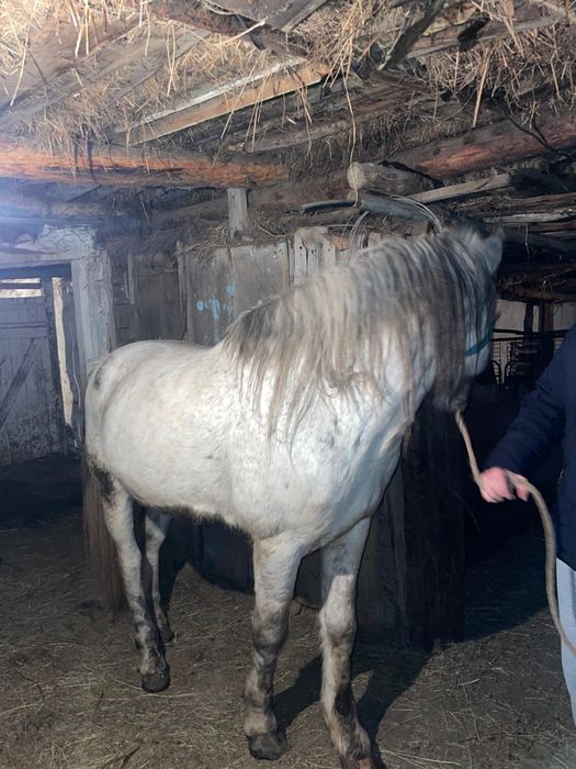 Айғыр сатылады 7 жасар